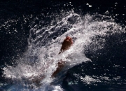 开云体育APP下载-包含意大利跳水选手精湛技艺，成功摘金的词条