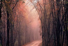 开云体育登录-韩国乒乓球队逆袭德意争锋，樊振东“三分雨”点燃全场的激情之夜