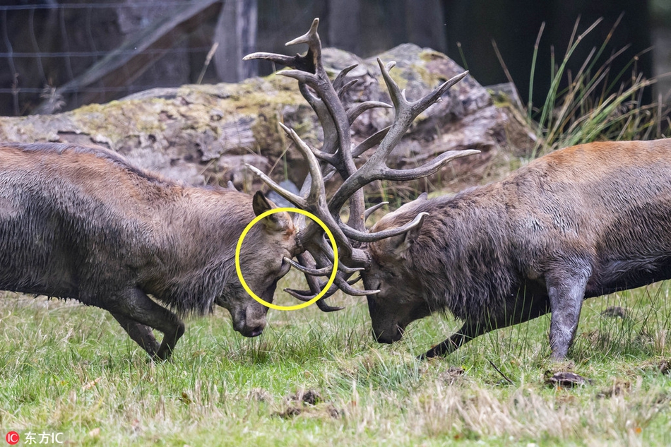 第戎战平对手，难分胜负